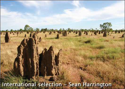 International-Selection