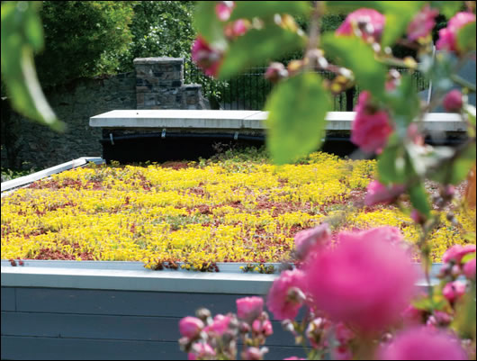 Both the extension and studio have sedum roofs that soak up rainwater, helping to reduce drainage requirements
