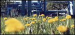 0305-fingalstandardtitle.jpg Biomass, CHP, District Heating
