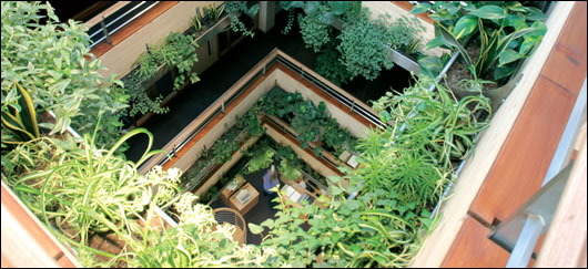 Atrium The atrium of Leech-Gaia Ecotecture’s Navan Credit Union, a building where great attention to detail was paid in terms of specifying healthy, low embodied energy materials
